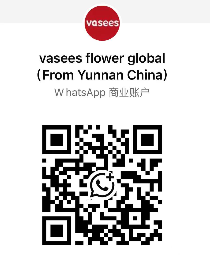 WhatsApp QR